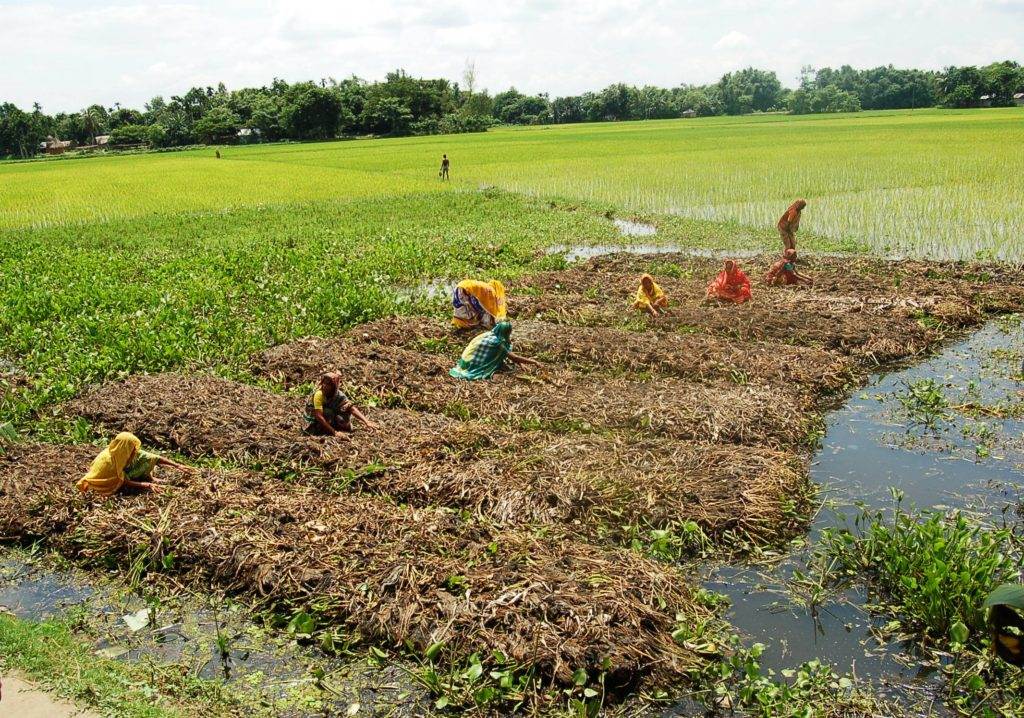 A transformative group utilizing accessible approaches to agriculture in floating gardens.
