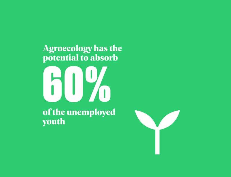 Agroecology has the potential to absorb 60% of the unemployed youth