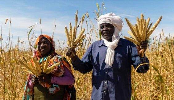 Two individuals exploring sustainable solutions in a wheat field.