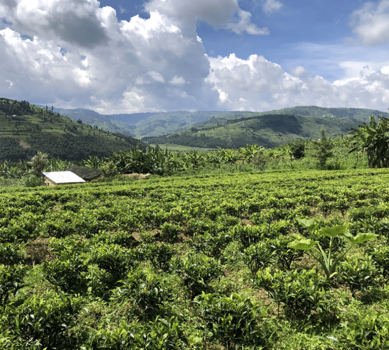 New partnership between Yogi Tea and Rwanda’s tea farmers brings growth to the local tea plantation.