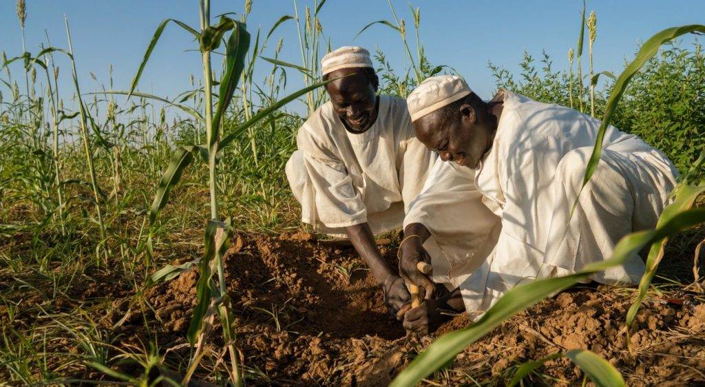 Two men are planting corn in a field.