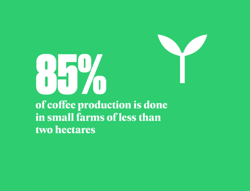 85% of coffee production is done in small farms of less than two hecartes