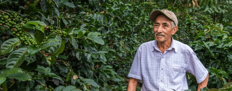An old man standing in a coffee plantation owned by small farms.
