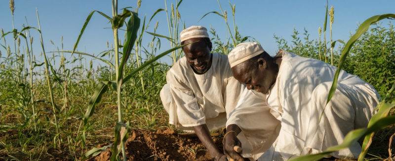Two men are planting corn in a field, illustrating the influence of agro-policy.