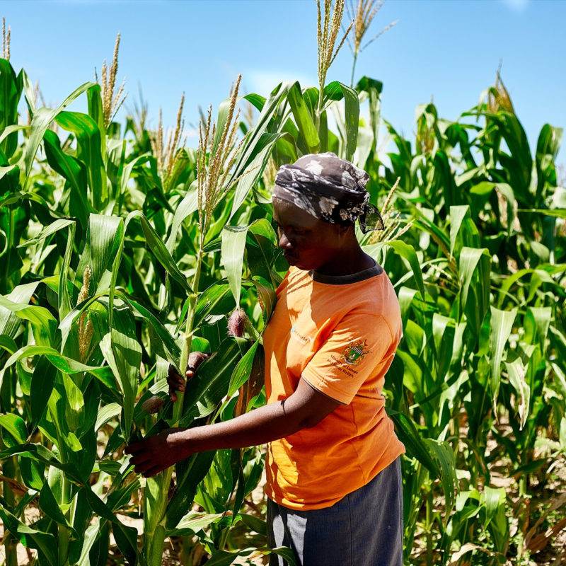 A woman is cultivating a field of corn, contributing to transforming rural economies and supporting youth livelihoods.