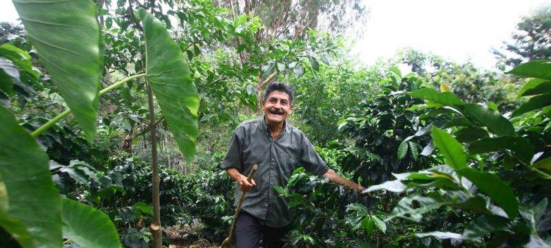 A man standing in an abandoned coffee plantation.