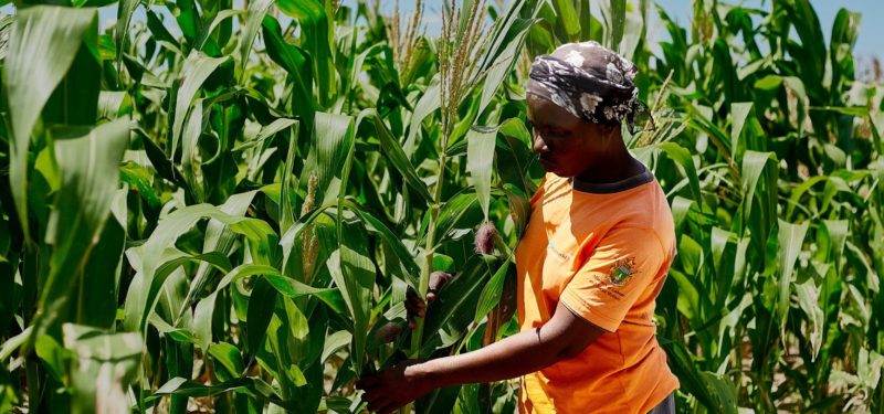 A woman in an orange shirt builds futures by picking corn in a field.