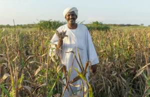 Who we are: A man standing in a field of corn.