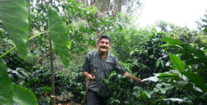 A man standing in the middle of a coffee plantation.