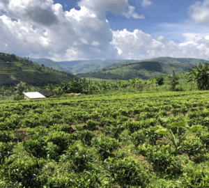 A tea plantation in Rwanda with mountains in the background showcases effective farming.