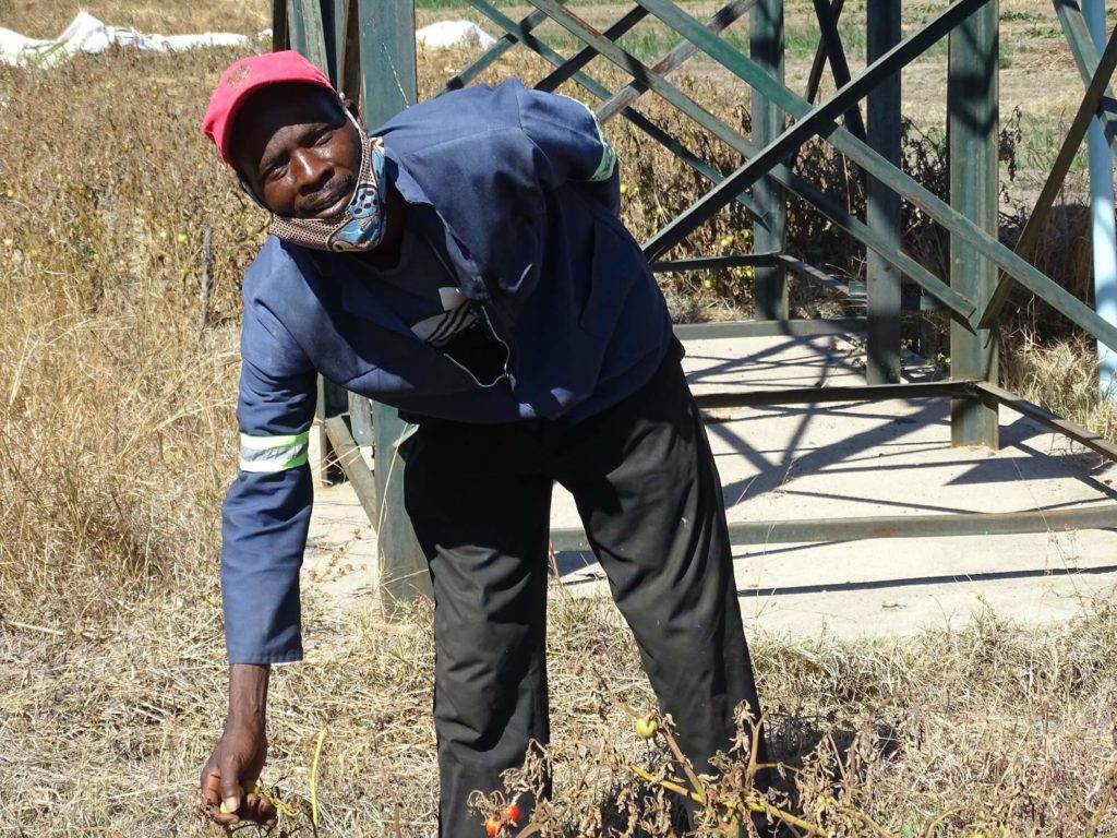 Using renewable energy to adapt to environmental changes by utilizing solar power for picking up a plant.