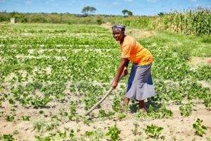 A woman working in a field with a shovel.