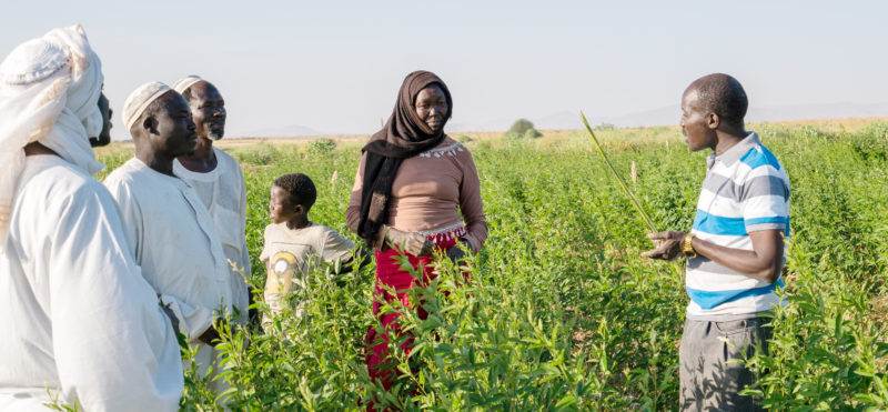 A group of people standing in a field of plants.