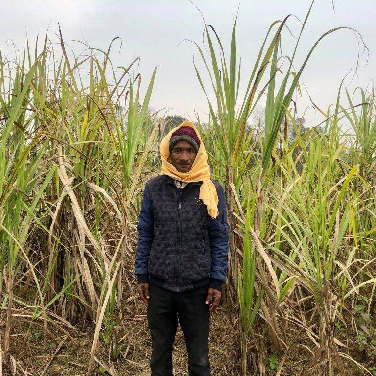 A man in Nepal standing proudly amidst a sugarcane field cultivated for flood resilience.