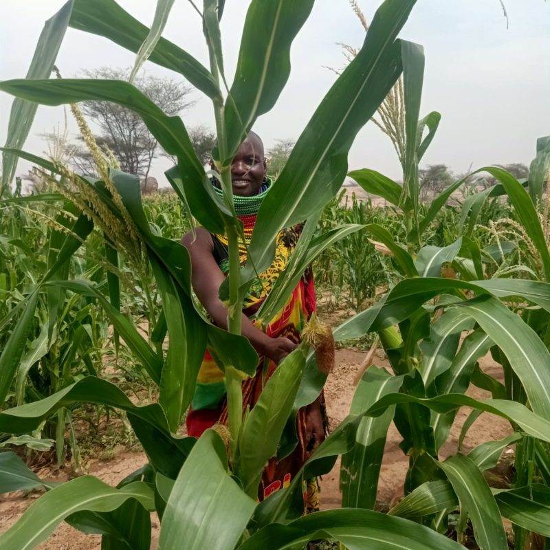 A woman standing in the middle of a corn field, representing Water for Turkana.