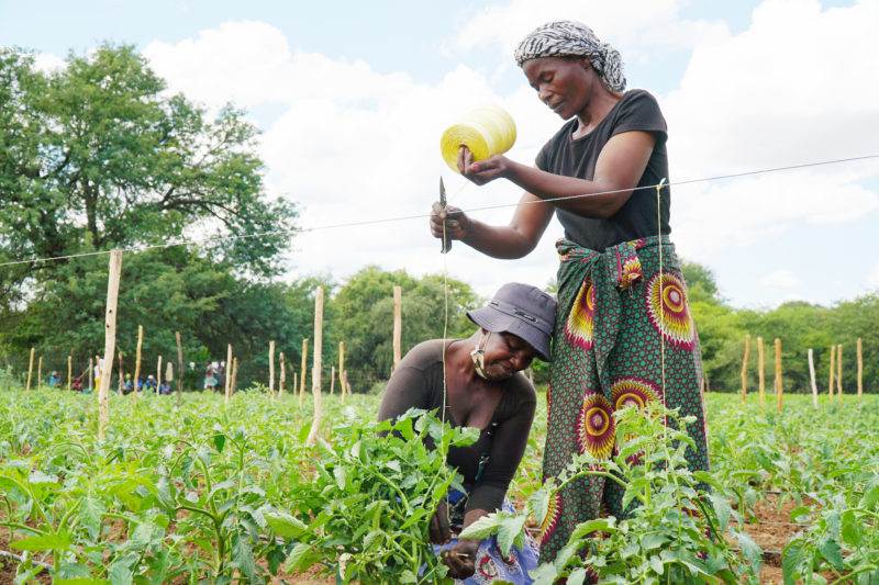 Two women struggling in a field of tomatoes as climate change exacerbates Zimbabwe's food shortages and triggers price hikes.