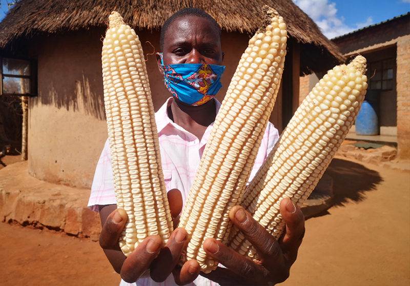 A man with a blue face mask showcasing how you can make every drop count in areas where water is scarce, while holding two ears of corn.