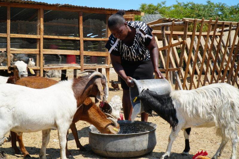Zimbabwean farmers implement climate resilient techniques to enhance food production, including a woman feeding goats.