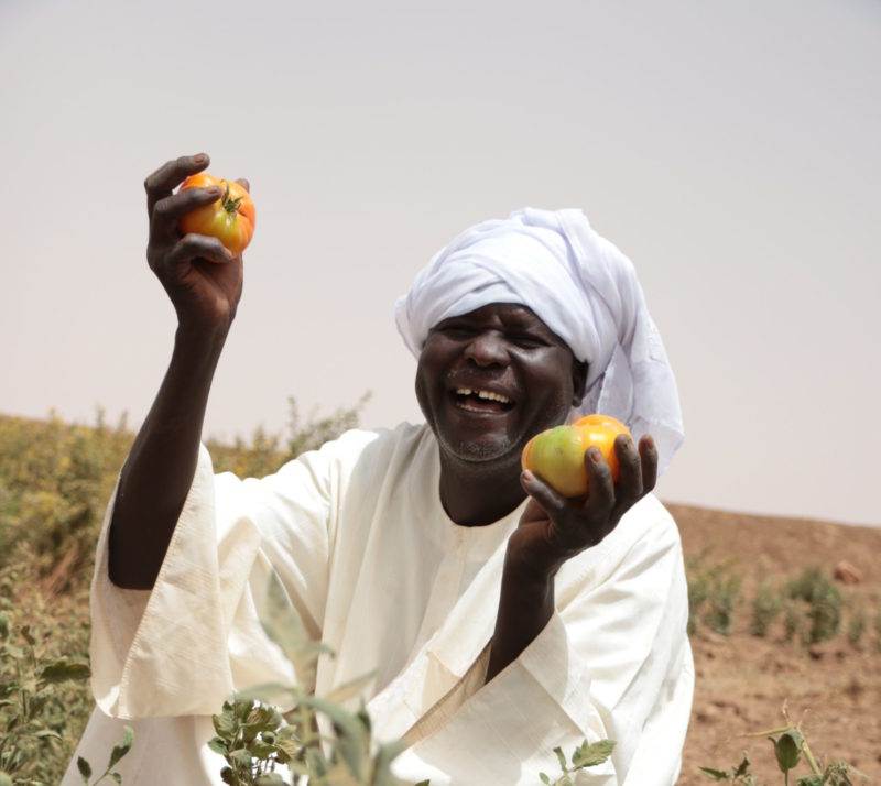 Smiling black man called Adam Ibrahim Mohamed in a tomato field showing some ripening tomatos