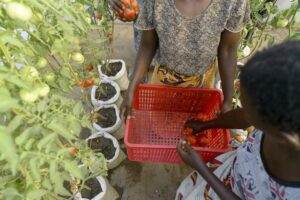 Thousands of kilograms of tomatoes have been sold in new markets