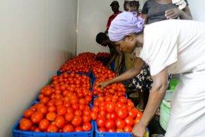 Women farmers off-load harvested tomatoes into the solar chiller.