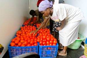 A woman is harvesting tomatoes from a crate.