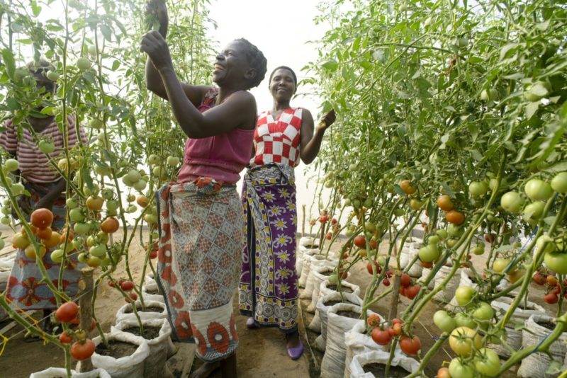 Two women standing in a tomato plantation, promoting energy access for Malawian farmers.