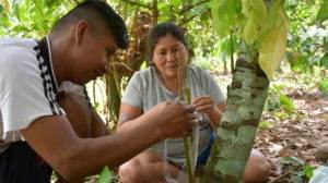 Learning to improve cocoa crops