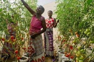 Women increase income and redeem time by working on a tomato farm in Ghana.