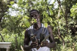 Aleu Gomez preparing Silk Cotton tree saplings for reforestation in community forests