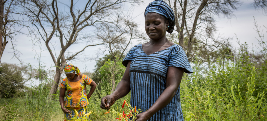 Two women picking Burkina Faso flowers in a field.