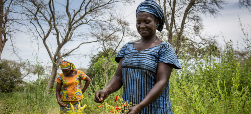 Two women picking Burkina Faso flowers in a field.