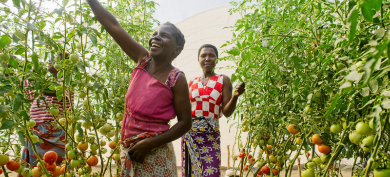 Practical Action nominated for Earthshot Prize 2023 for tomato-picking in a greenhouse.