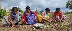 Women planting vegetables in a field for gender equality.