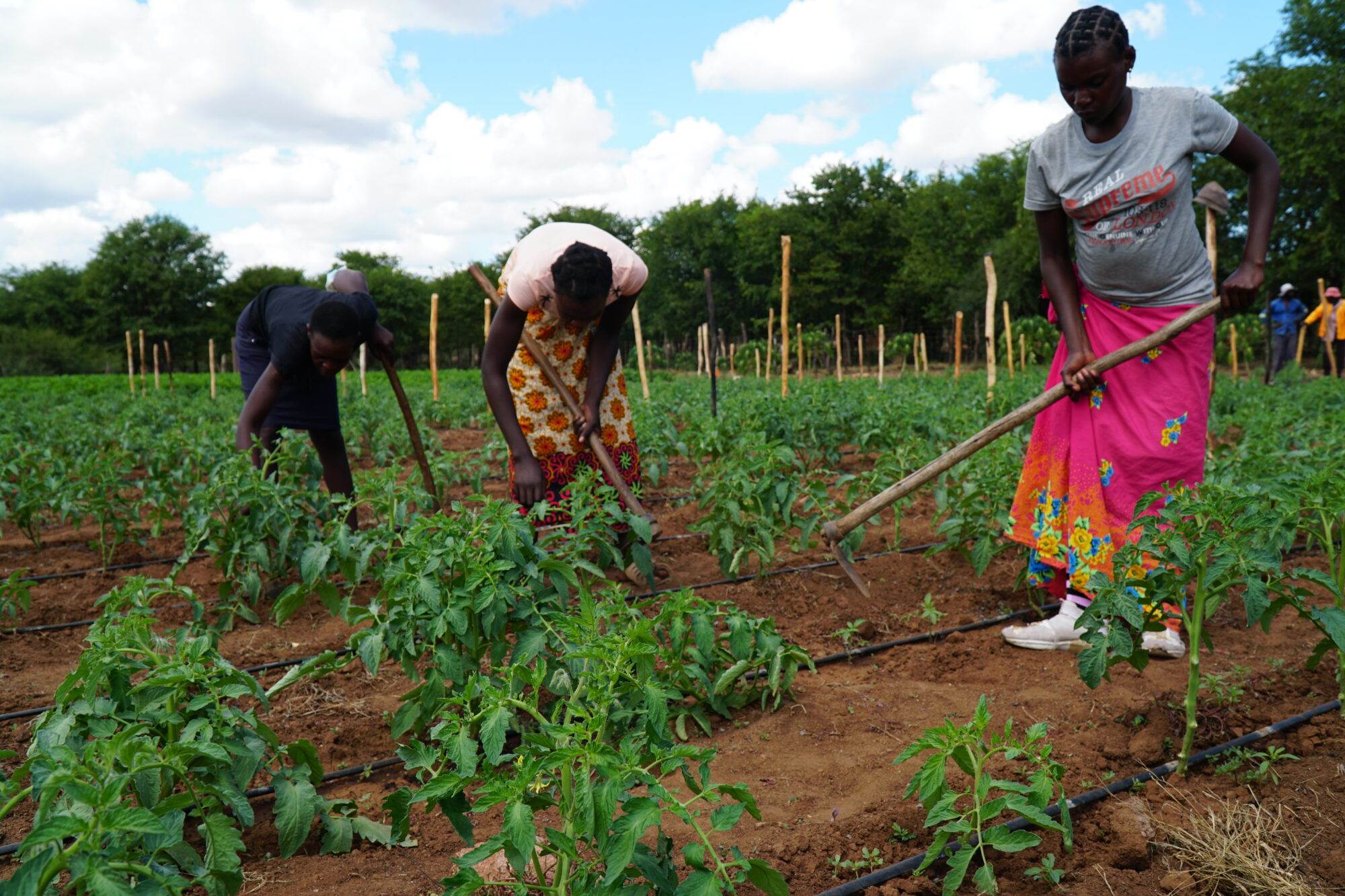 Climate change-hit farmers modelling sustainable farming in Zimbabwe