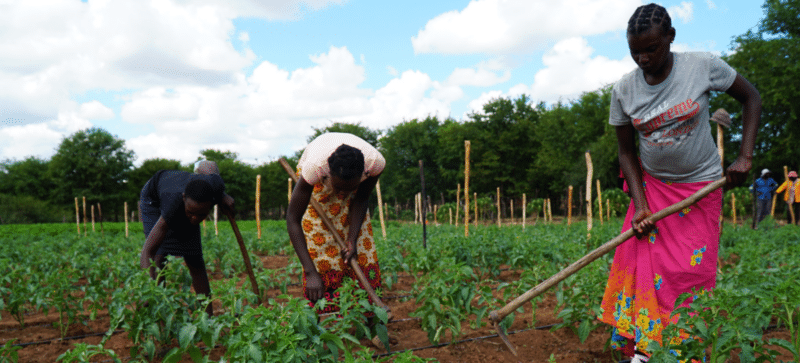 A group of climate change-hit farmers modeling sustainable farming in Zimbabwe.