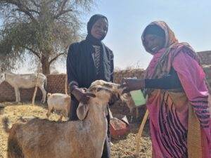 Newly trained animal health worker Hasanina makes sure a goat is in good health