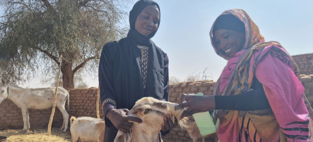 Two women feeding a goat amid Sudan's deadly conflict and climate change repercussions.