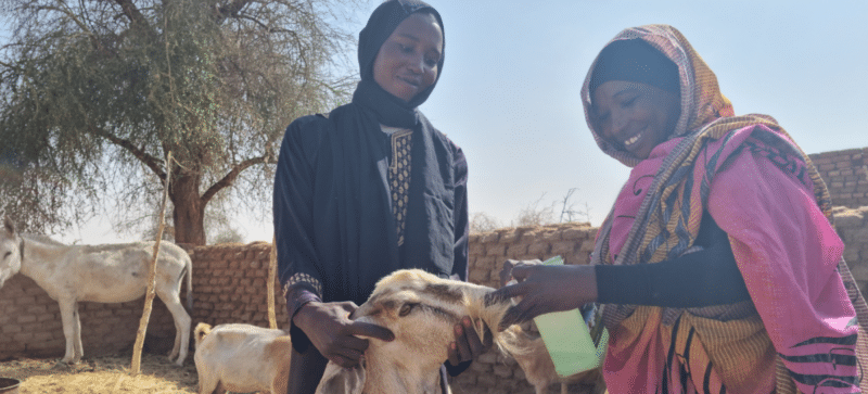 Two women feeding a goat amid Sudan's deadly conflict and climate change repercussions.