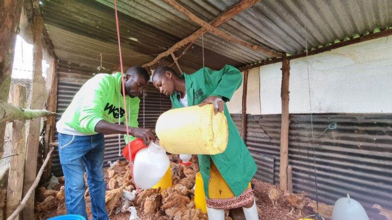 Two young Kenyans working on a life-changing farming project alongside chickens in a coop.