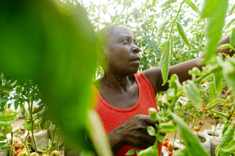 A woman is picking tomatoes in a garden as part of off-grid success in Malawi's produce supply chain.