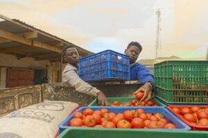 MFT Staff supplying tomatoes to retailers in Chinteche Town, Malawi.