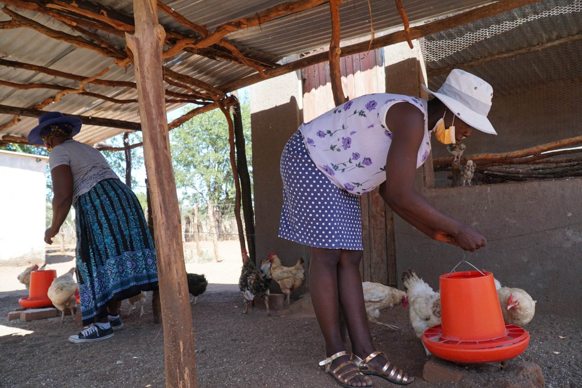 Practical Action in Zimbabwe supports a woman feeding chickens in a chicken coop.
