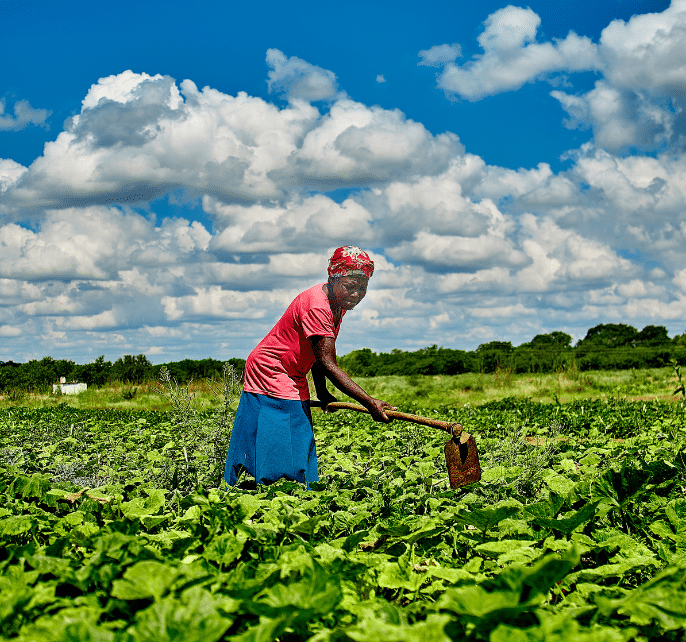 A woman practicing regenerative farming in a field with a shovel.