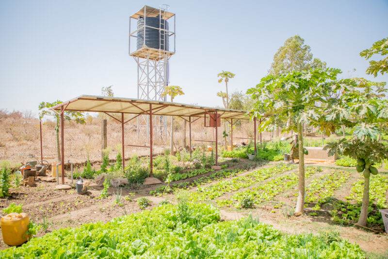 A transformative vegetable garden in Burkina Faso with a water tower.