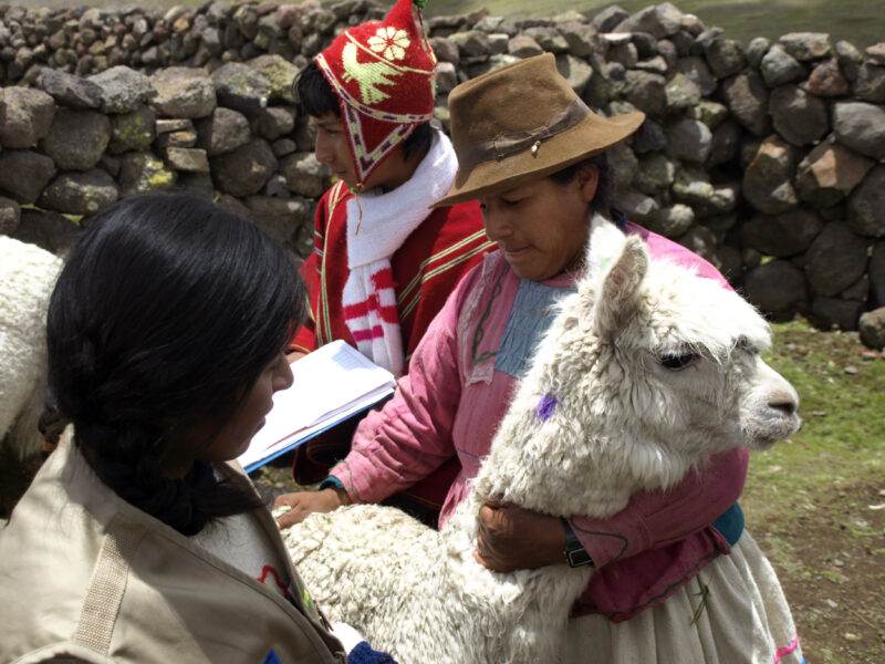 A woman, half a decade on, is holding a small llama.