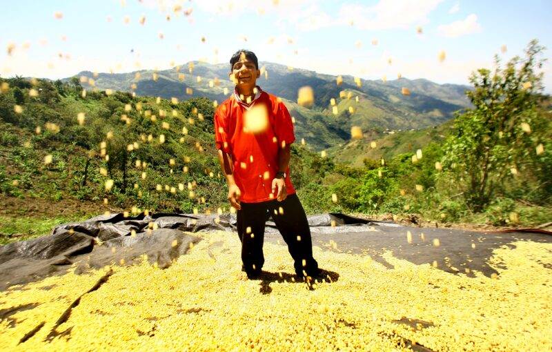 A man in a red shirt standing on a small pile of yellow beans.