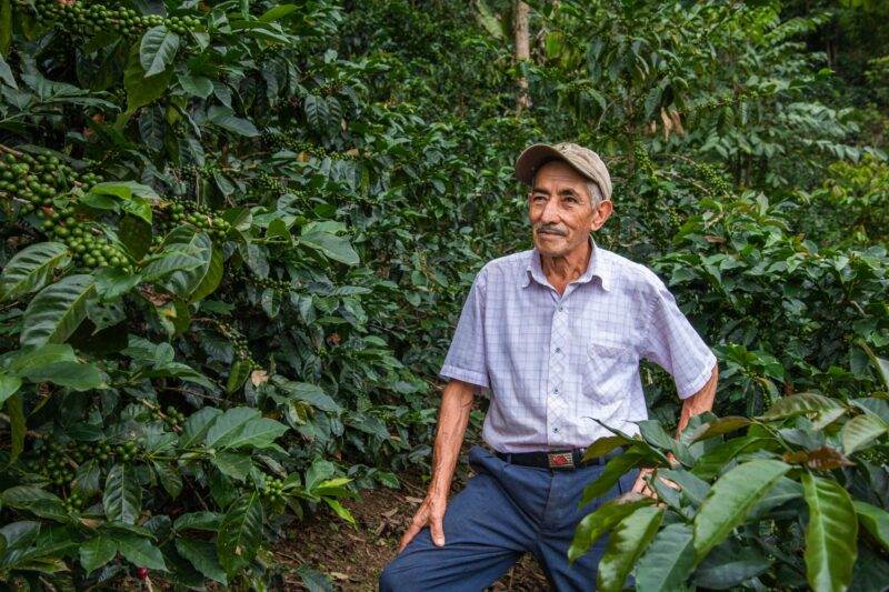 An elderly man stands in a small coffee plantation, showcasing the enduring beauty of his work spanning half a decade.