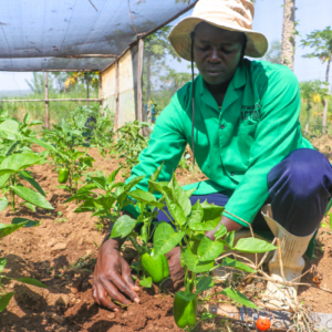 A man conducting a field visit to plant a pepper plant.