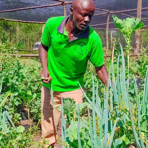 A man in a green shirt conducting field visit itineraries, picking onions in a garden.